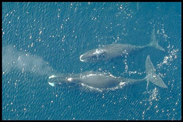 Bowhead Whale | Balaena mysticetus photo