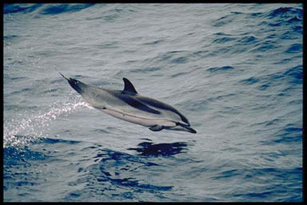 Striped Dolphin | Stenella coeruleoalba photo