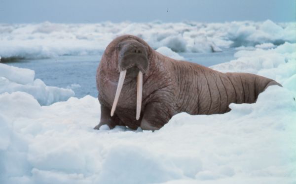 Walrus | Odobenus rosmarus photo