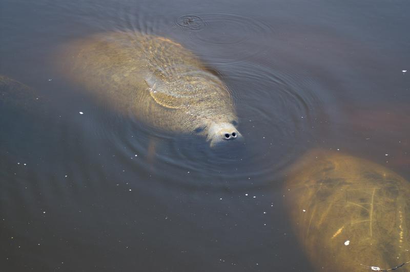 West Indian Manatee | Trichechus manatus photo