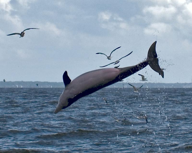 Bottlenose Dolphin | Tursiops truncatus photo