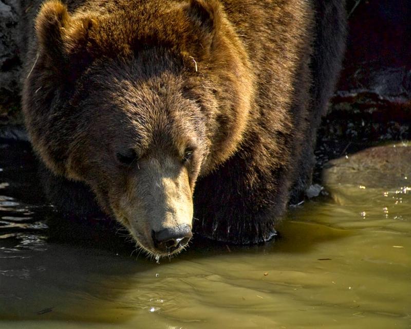 Brown Bear | Ursus arctos photo