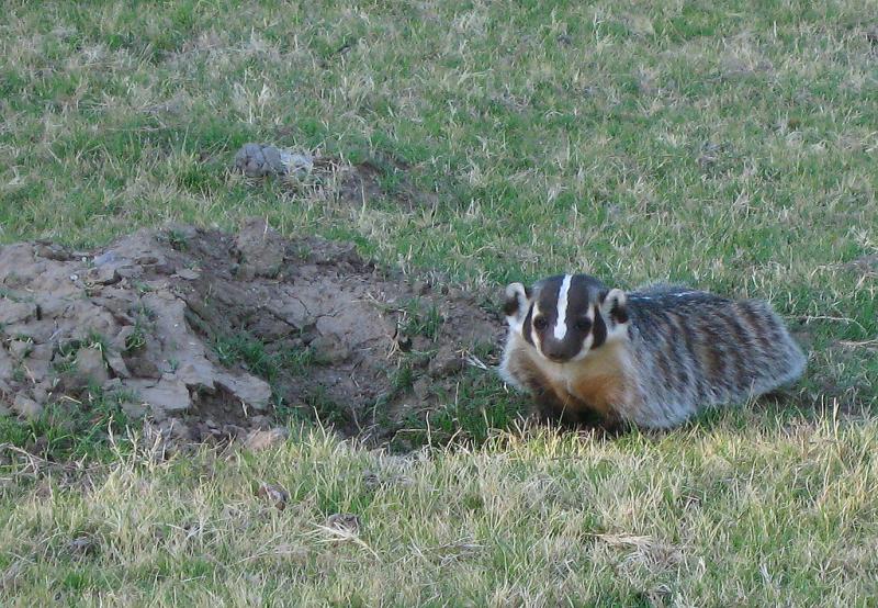 American Badger | Taxidea taxus photo