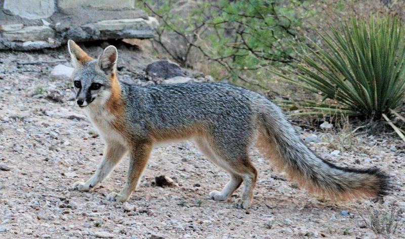 Common Gray Fox | Urocyon cinereoargenteus photo