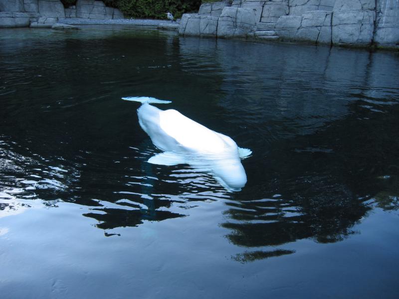 Beluga | Delphinapterus leucas photo