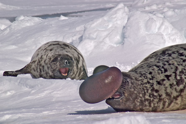Hooded Seal | Cystophora cristata photo