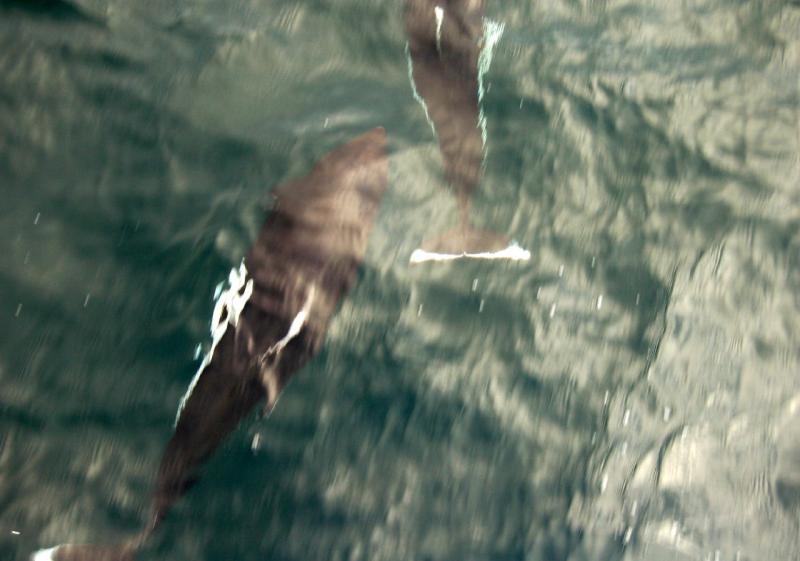 Dall's Porpoise | Phocoenoides dalli photo