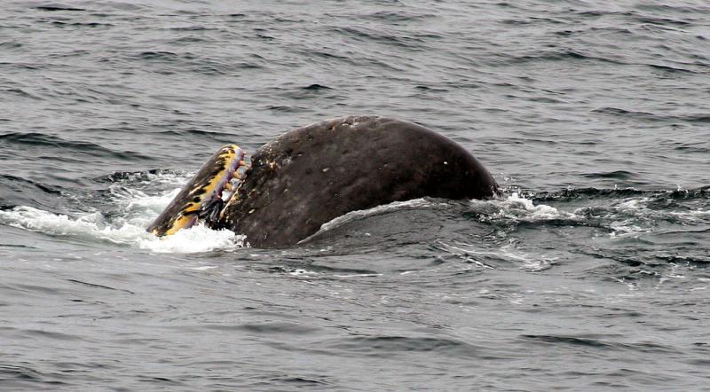 Sperm Whale | Physeter catodon photo