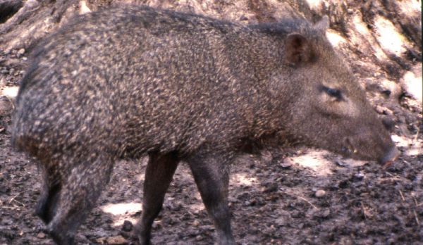 Collared Peccary | Pecari tajacu photo