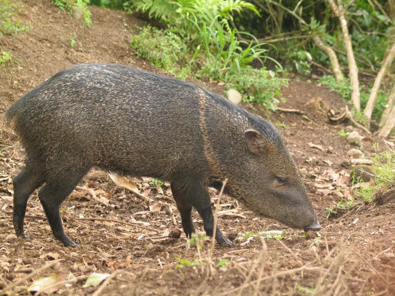 Collared Peccary | Pecari tajacu photo