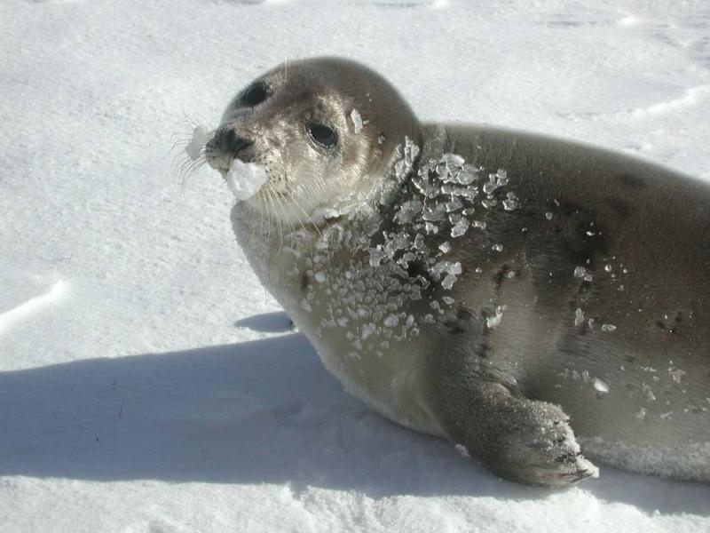 Harp Seal | Phoca groenlandica photo