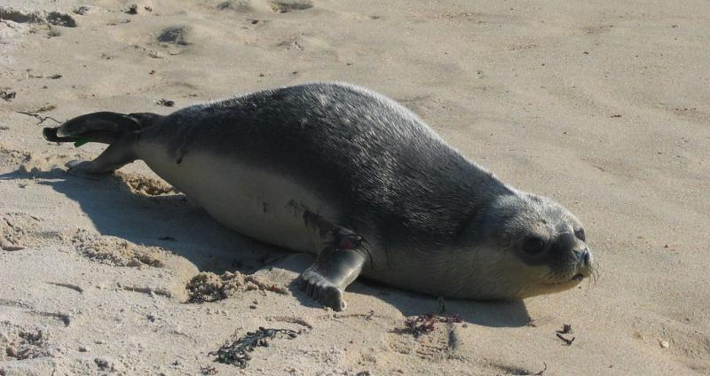 Hooded Seal | Cystophora cristata photo