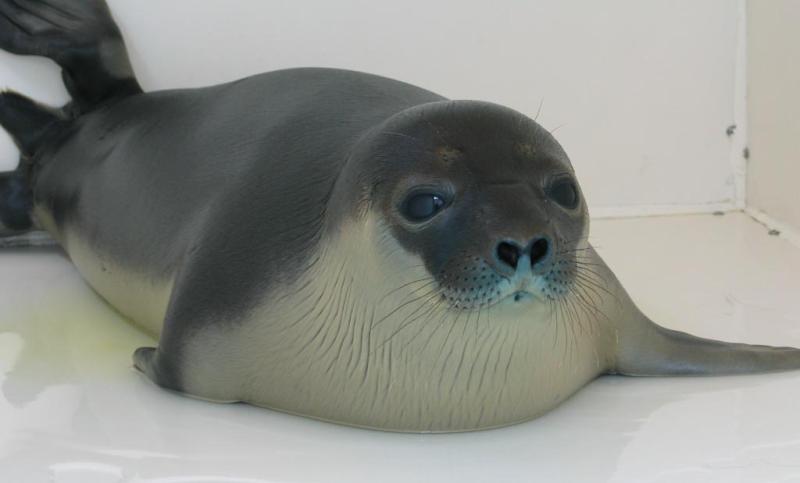 Hooded Seal | Cystophora cristata photo