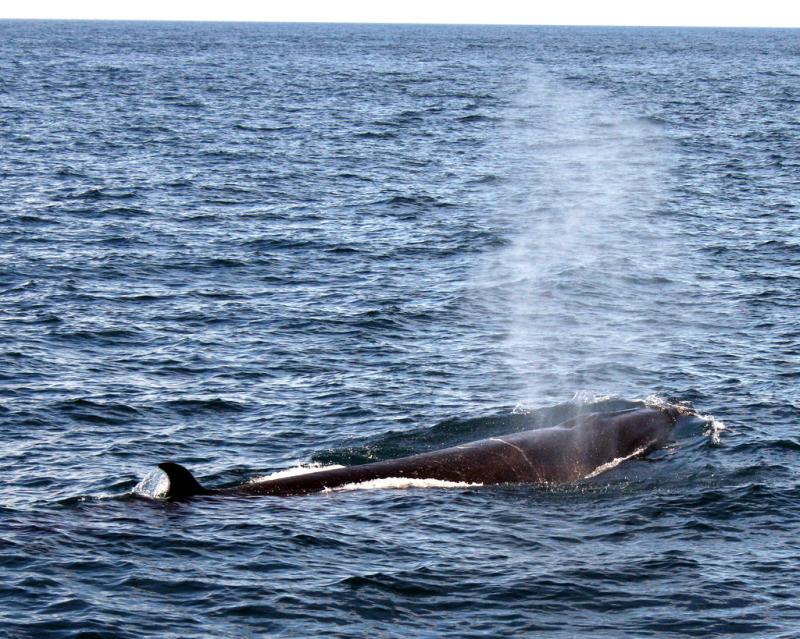 Sei Whale | Balaenoptera borealis photo