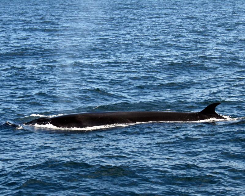 Sei Whale | Balaenoptera borealis photo