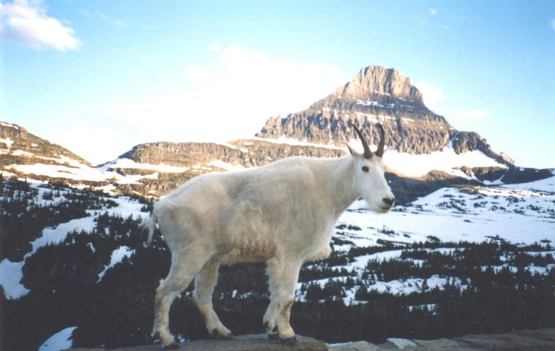 Mountain Goat | Oreamnos americanus photo