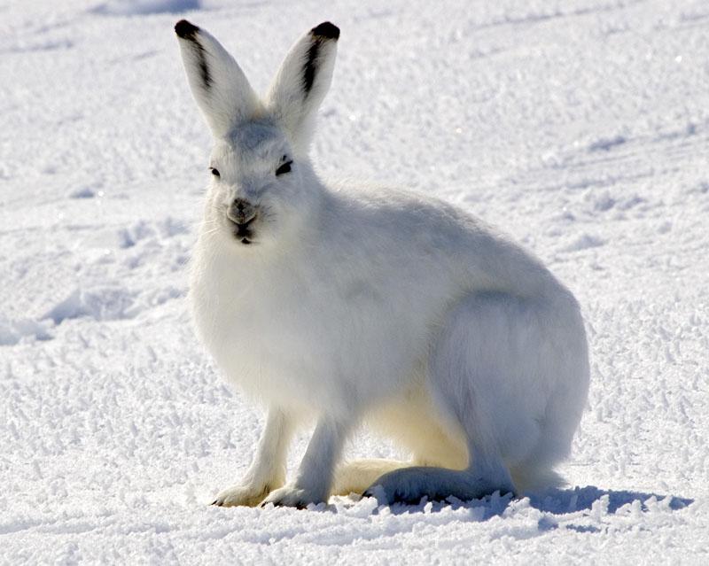 Arctic Hare | Lepus arcticus photo