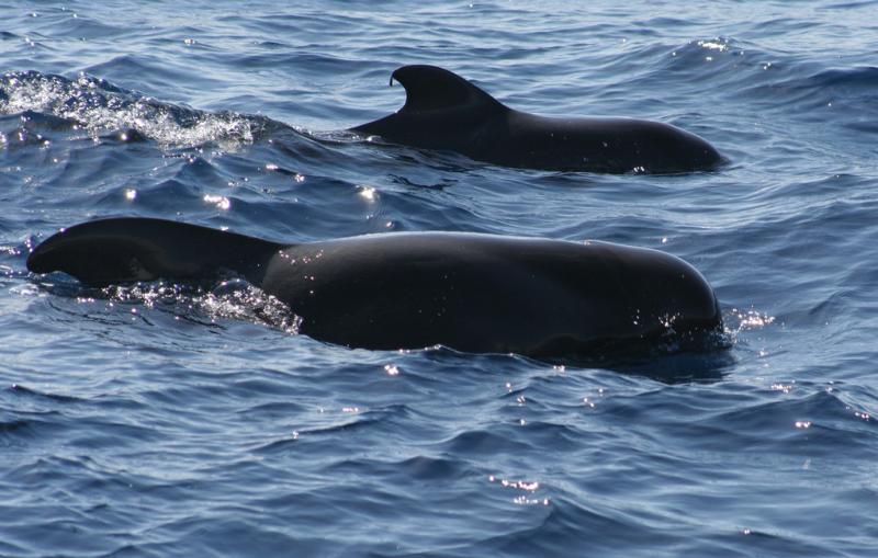 Short-finned Pilot Whale | Globicephala macrorhynchus photo