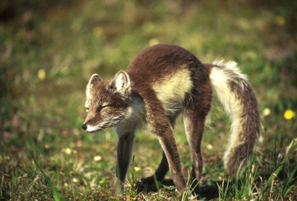 Arctic Fox - Alopex lagopus - NatureWorks