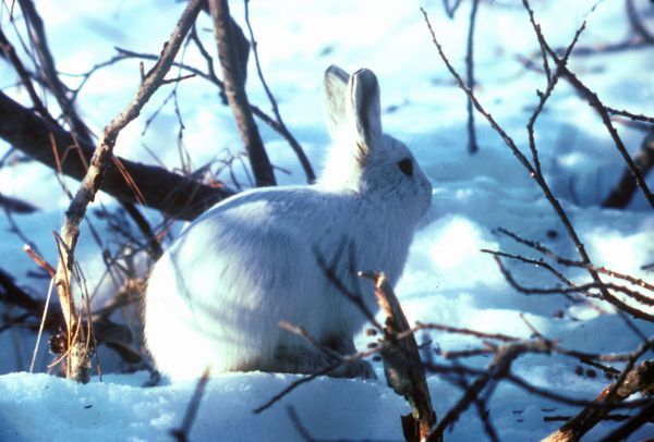 Arctic Hare | Lepus arcticus photo