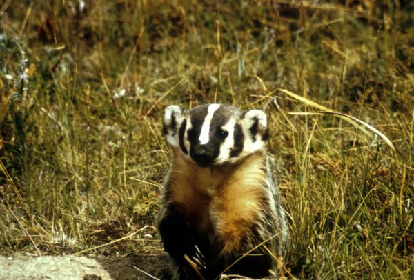 American Badger | Taxidea taxus photo