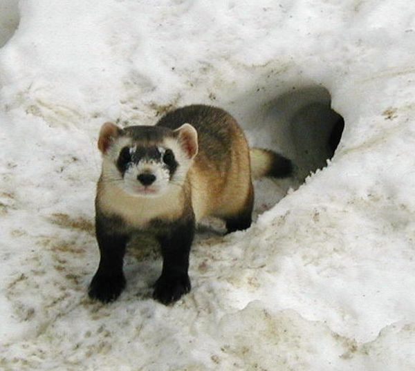 Black-footed Ferret | Mustela nigripes photo