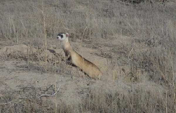 Black-footed Ferret | Mustela nigripes photo