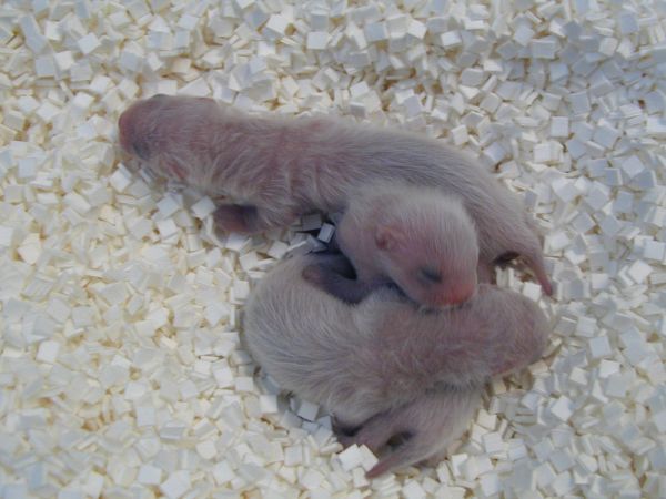 Black-footed Ferret | Mustela nigripes photo