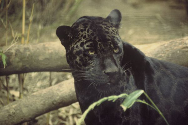 Jaguar | Panthera onca photo