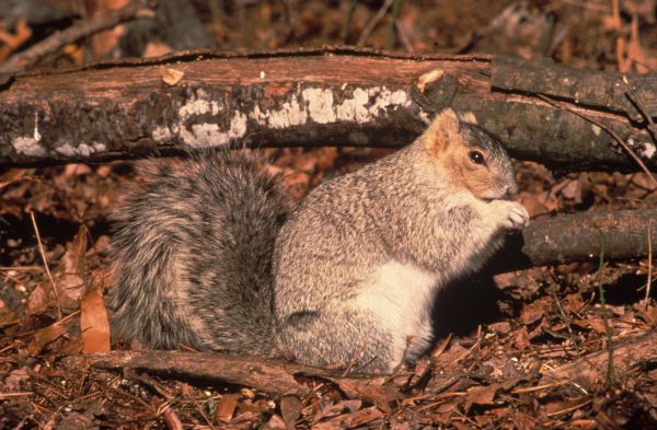 Eastern Fox Squirrel | Sciurus niger photo