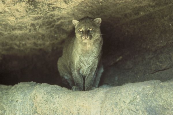 Jaguarundi | Puma yaguarondi photo