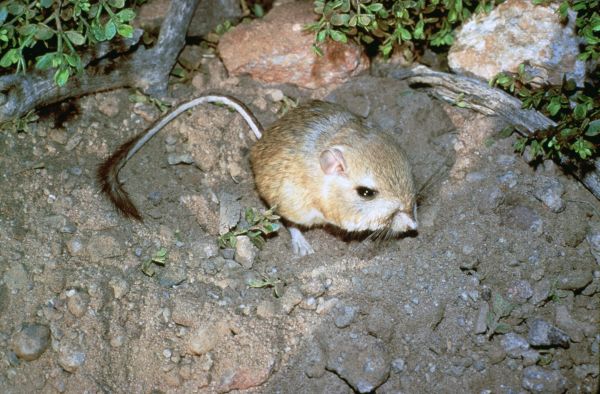 Giant Kangaroo Rat | Dipodomys ingens photo