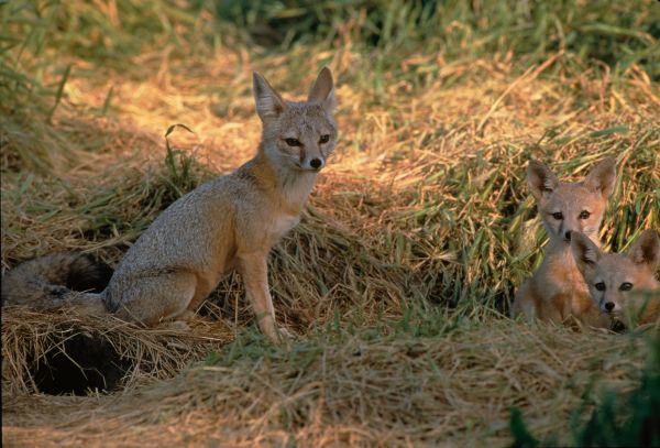 Kit Fox | Vulpes macrotis photo