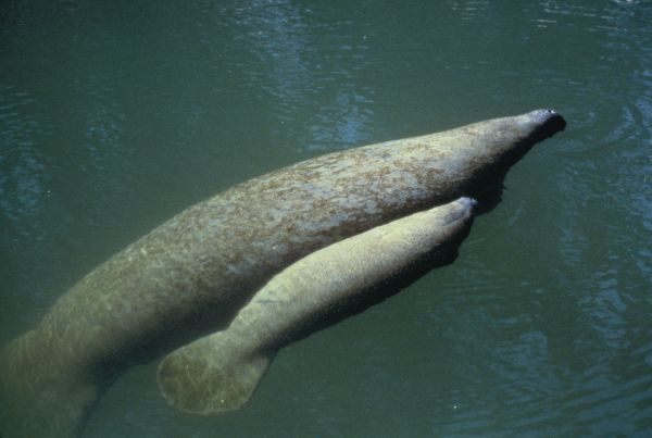 West Indian Manatee | Trichechus manatus photo