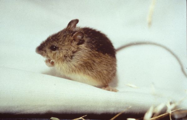 Meadow Jumping Mouse | Zapus hudsonius photo