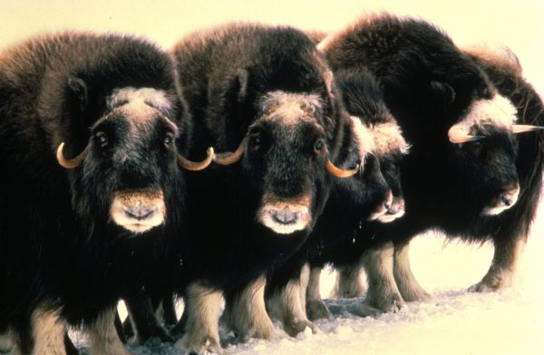 Muskox | Ovibos moschatus photo