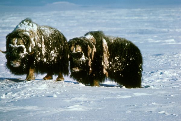 Muskox | Ovibos moschatus photo