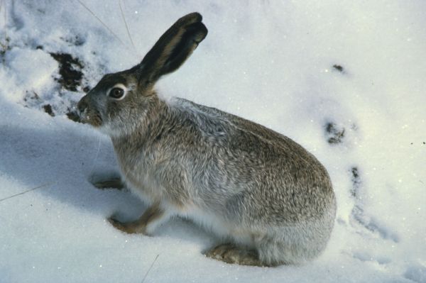 White-tailed Jackrabbit | Lepus townsendii photo