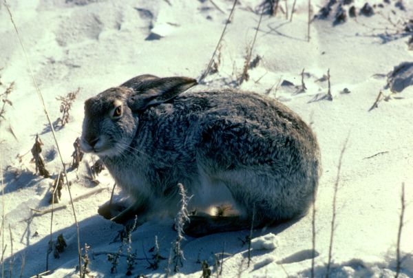 White-tailed Jackrabbit | Lepus townsendii photo