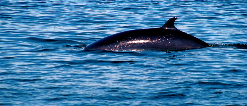 Northern Minke Whale | Balaenoptera acutorostrata photo