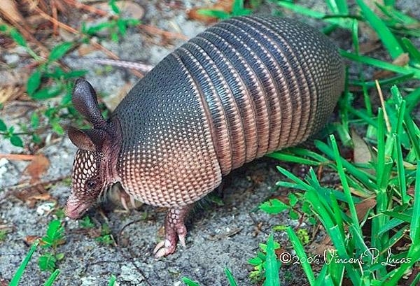 Nine-banded Armadillo | Dasypus novemcinctus photo