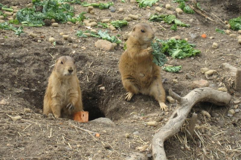 Black-tailed Prairie Dog | Cynomys ludovicianus photo