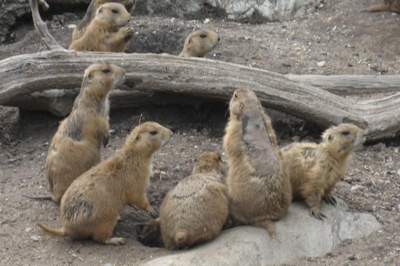 Black-tailed Prairie Dog | Cynomys ludovicianus photo