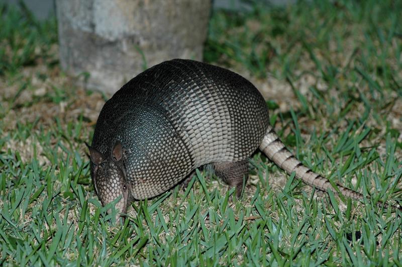 Nine-banded Armadillo | Dasypus novemcinctus photo