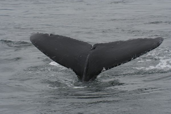 Humpback Whale | Megaptera novaeangliae photo