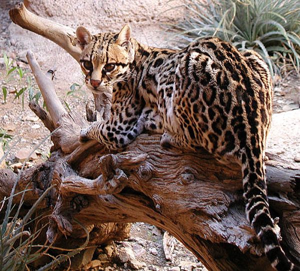 Ocelot | Leopardus pardalis photo