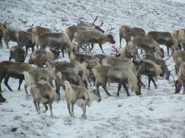 Caribou | Rangifer tarandus photo