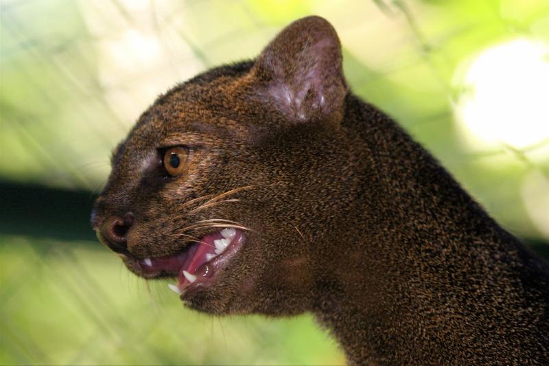 Jaguarundi | Puma yaguarondi photo