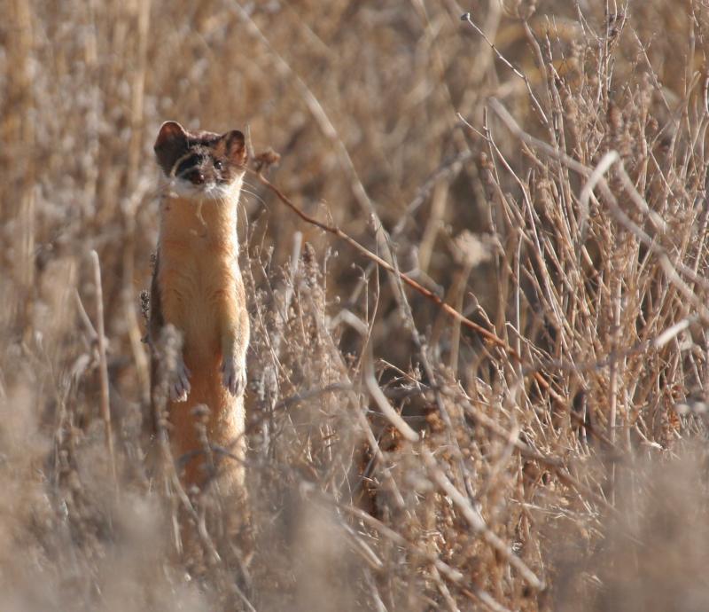 Long-tailed Weasel | Mustela frenata photo