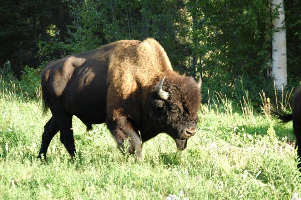 American Bison | Bison bison photo